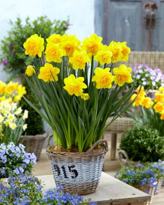 "Double Sunrise" double daffodil - 50 bulb package