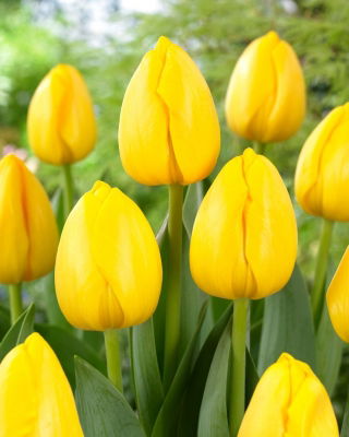 "Novi Sun" tulip - 50 bulbs - 