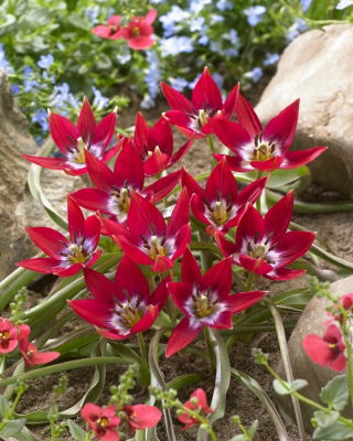 Tulipán „Tiny Timo“ - 50 cibulí
