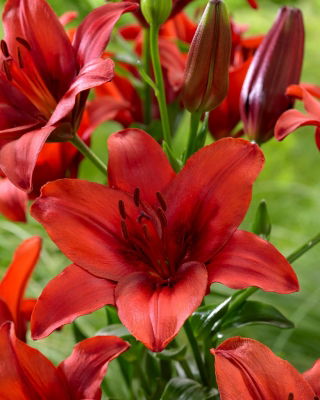"Red Highland" Asiatic lily - large package! - 10 bulbs