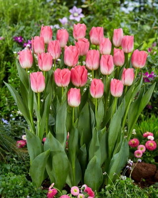 &quot;Dynastian&quot; tulppaani - 50 sipulia - 