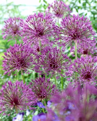 Ceapa ornamentala 'Purple Rain' - 30 de bulbi