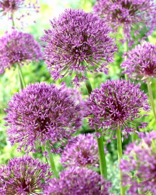 "Jackpot" ornamental onion - 10 bulbs