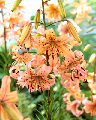 "Pink Giant" tiger lily