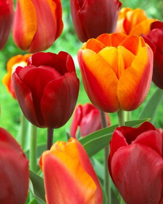 Conjunto de tulipas - vermelho e abricó com borda amarela - 50 peças - 