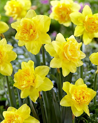 수선화 Dick Wilden - 수선화 Dick Wilden - 5 개의 알뿌리 - Narcissus