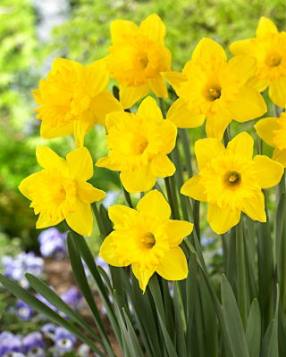 Påskelilje, narcissus 'Dutch Master' - stor pakke - 50 stk.