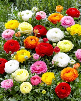Ranunculus - MIX - paquete de 10 piezas