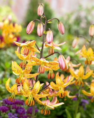 Lilium, Lily Martagon Yellow
