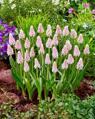 Pärlhyacintssläktet - Pink Sunrise - Muscari