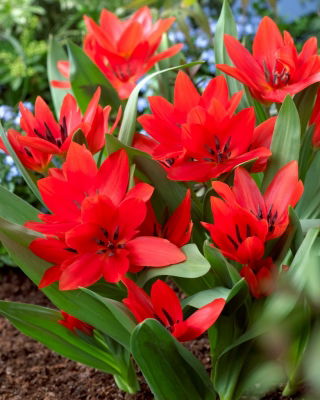 Botanische tulp - 'Tubergen's Variety' - XXXL pakket! - 250 stuks - 
