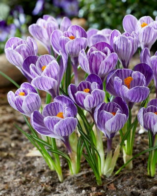 Crocus King of the Striped - paquete de 10 piezas