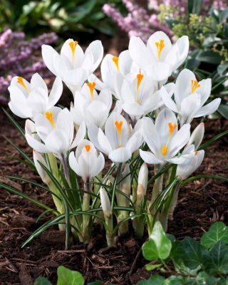 Crocus Jeanne D'Arc - 10 lampu - Crocus Jeanne d'Arc