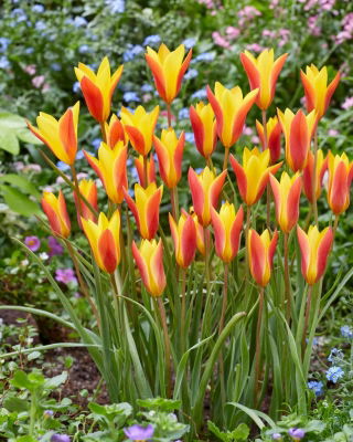 郁金香Chrysantha  - 郁金香Chrysantha  -  5个电洋葱 - Tulipa Chrysantha