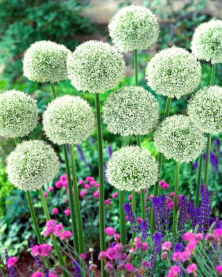 Dekorativ hvitløk - White Giant - Allium White Giant
