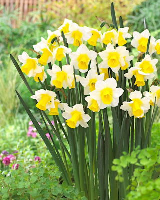 Narcissus Golden Echo - Daffodil Golden Echo - 5 lampu