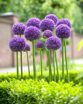 Gladiador de alho ornamental - embalagem XXXL! - 50 pcs.