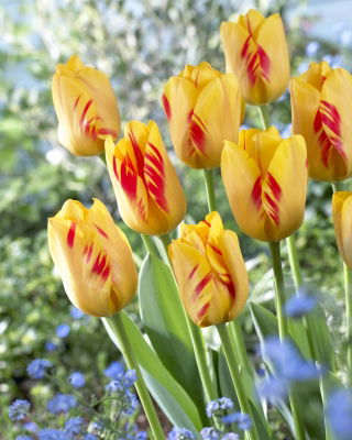 Tulip Olympic Flame - 5 pcs