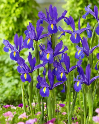 "Entdeckung" Holländische Iris - großes Paket! - 100 Zwiebeln