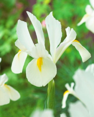 "White van Vliet" Dutch iris - 10 bulbs