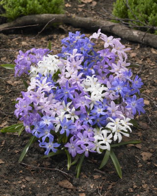 Mezcla de gloria de la nieve de Lucile - mezcla de Chionodoxa luciliae - ¡paquete grande! - 100 bulbos