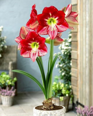 Hippeastrum "Regina del Flamenco", amaryllis