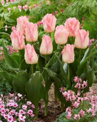 Tulip Pink Dream - confezione grande! - 50 pezzi