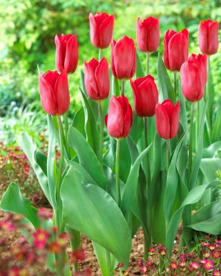 Tulip Strong Love - velké balení! - 50 ks.