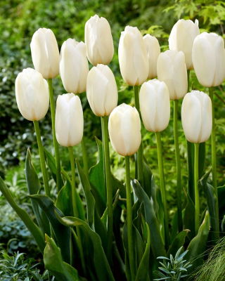 Tulip Catharina - large pack! - 50 pcs