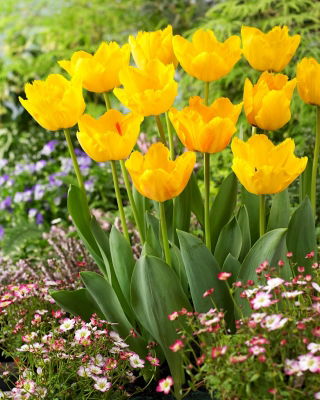 Tulip Crystal Star - 5 pcs