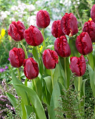 Tulip Pioneer - 5 pezzi