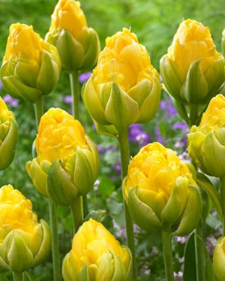 Tulip Vanilla Coup - 5 tk