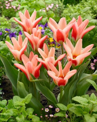 Tulipano Zombie - 5 pezzi