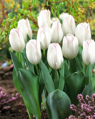 Tulip Diamond Jubilee - Großpackung! - 50 Stück