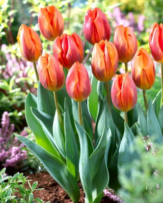 Tulp Hermitage - 5 stuks - 