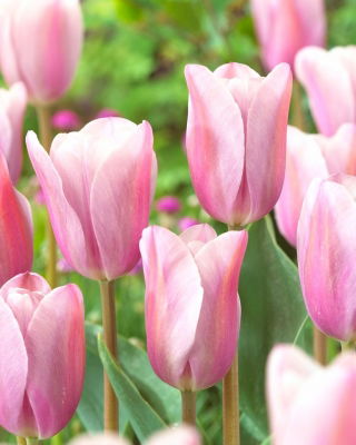 Tulip Mistress Mystic - large pack! - 50 pcs