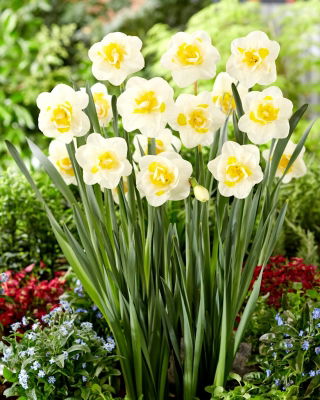 Salou daffodil - large pack! - 50 pcs