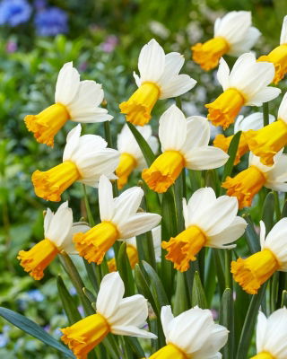 Narciso de vals de invierno - 5 piezas