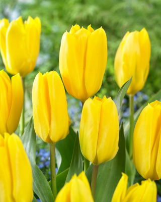 Tulppaani Candela - 5 kpl