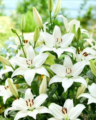Lily - Bright Diamond