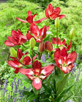 Double Sensation double-flowered lily