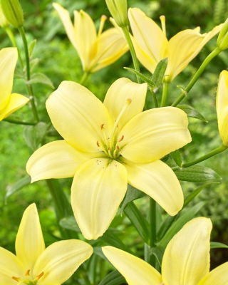 Lily - Easy Vanilla - pollen-free, perfect for the vase!