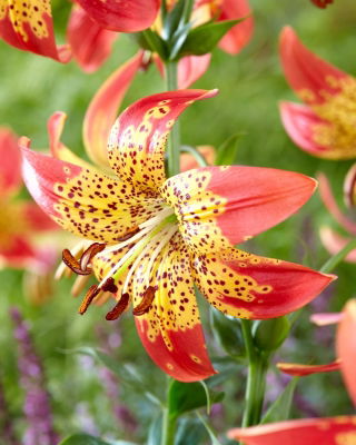 Lily - Fusion