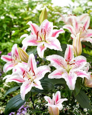 Lovely Day oriental lily - fragrant - large pack! - 10 pcs