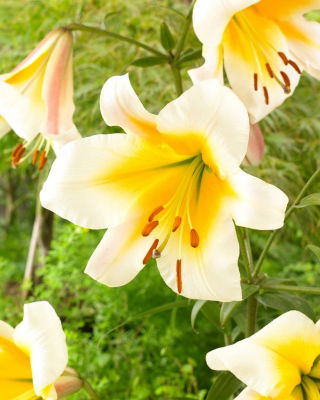 Tree lily - Miss Peculiar - large pack! - 10 pcs