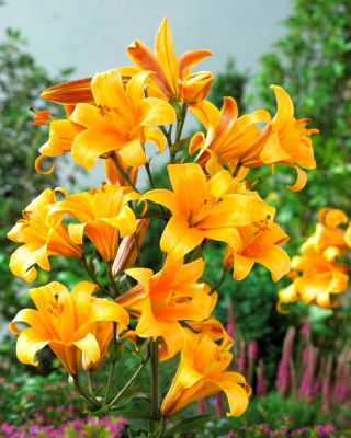 Lirio de trompeta del planeta naranja