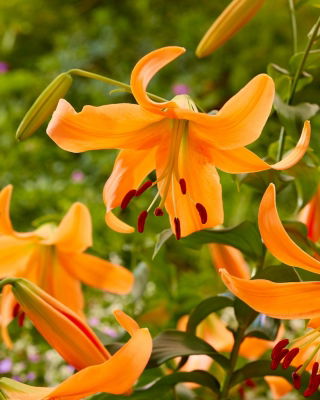 Orange tree lily - large pack! - 10 pcs