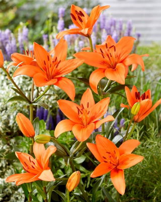 Lelie - Oranje Zomer - 