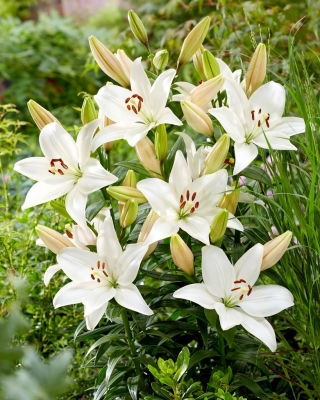 Lily - Snowdon