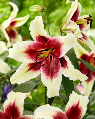 Lily - Zeba